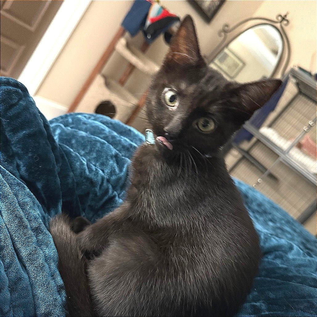 Enlarge Puma, a Adoptable Domestic Short Hair in Huntsville, AL image 4/5
