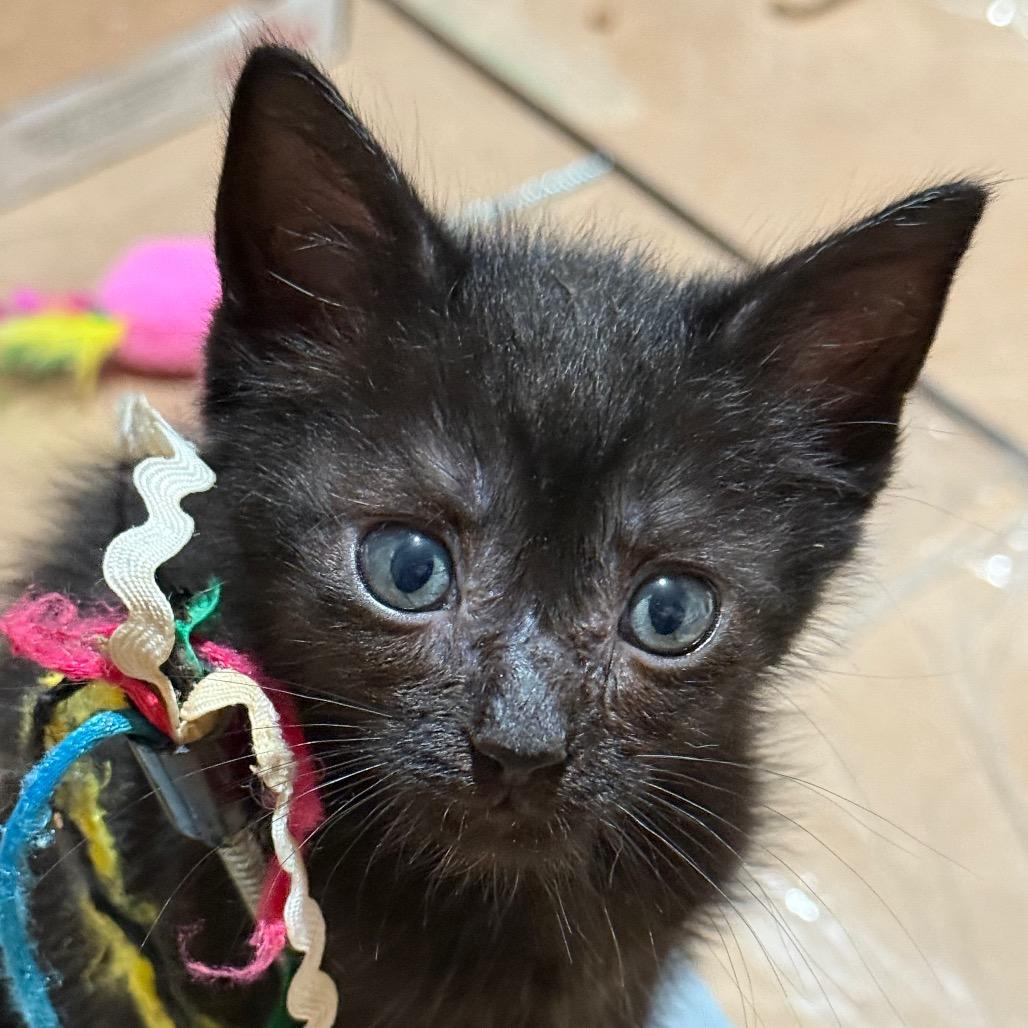 Enlarge Puma, a Adoptable Domestic Short Hair in Huntsville, AL image 5/6