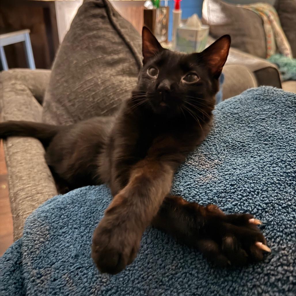 Enlarge Puma, a Adoptable Domestic Short Hair in Huntsville, AL image 6/6