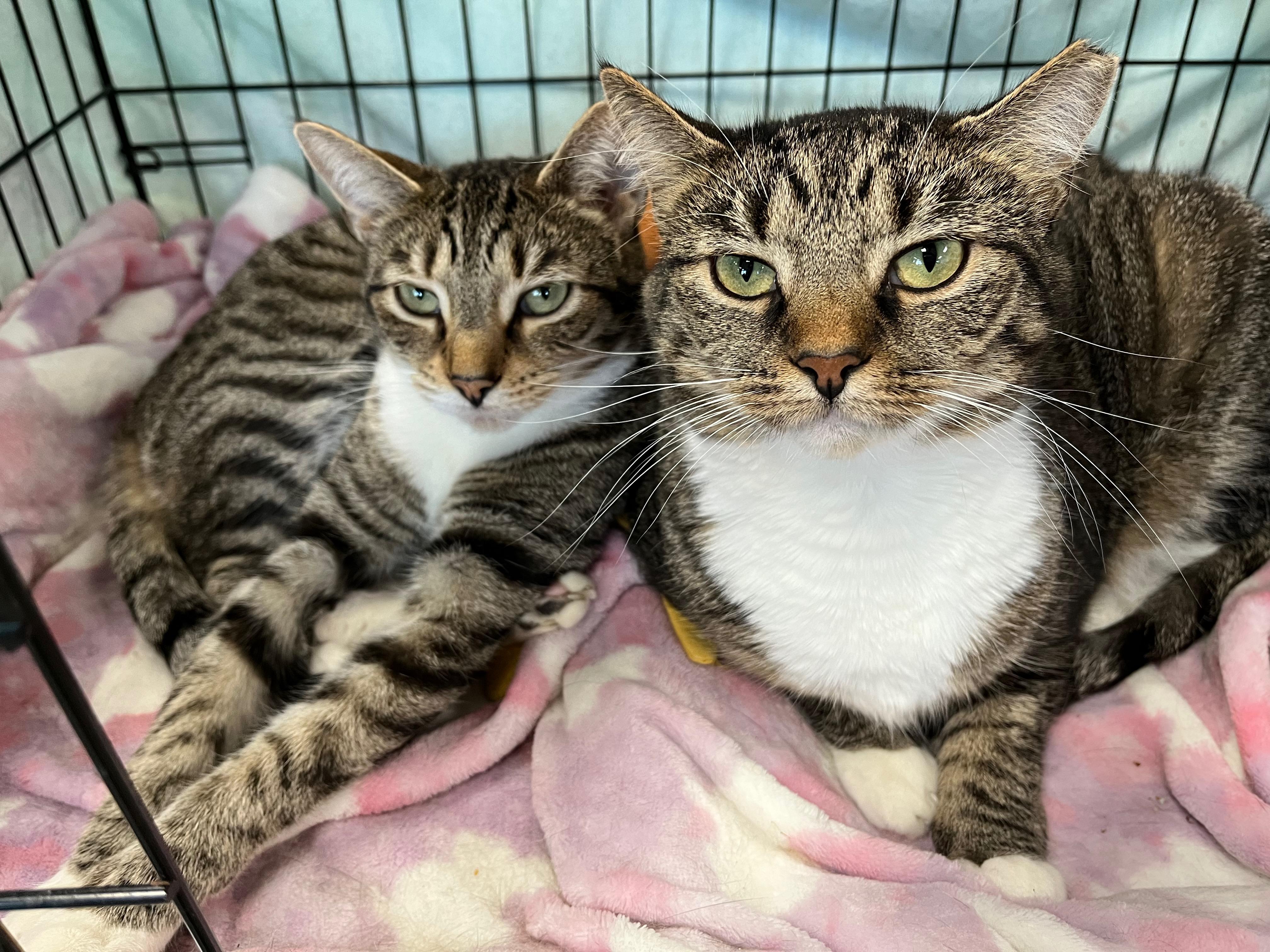 Theodora, a Adoptable Domestic Short Hair in Richmond, KY image 6/6