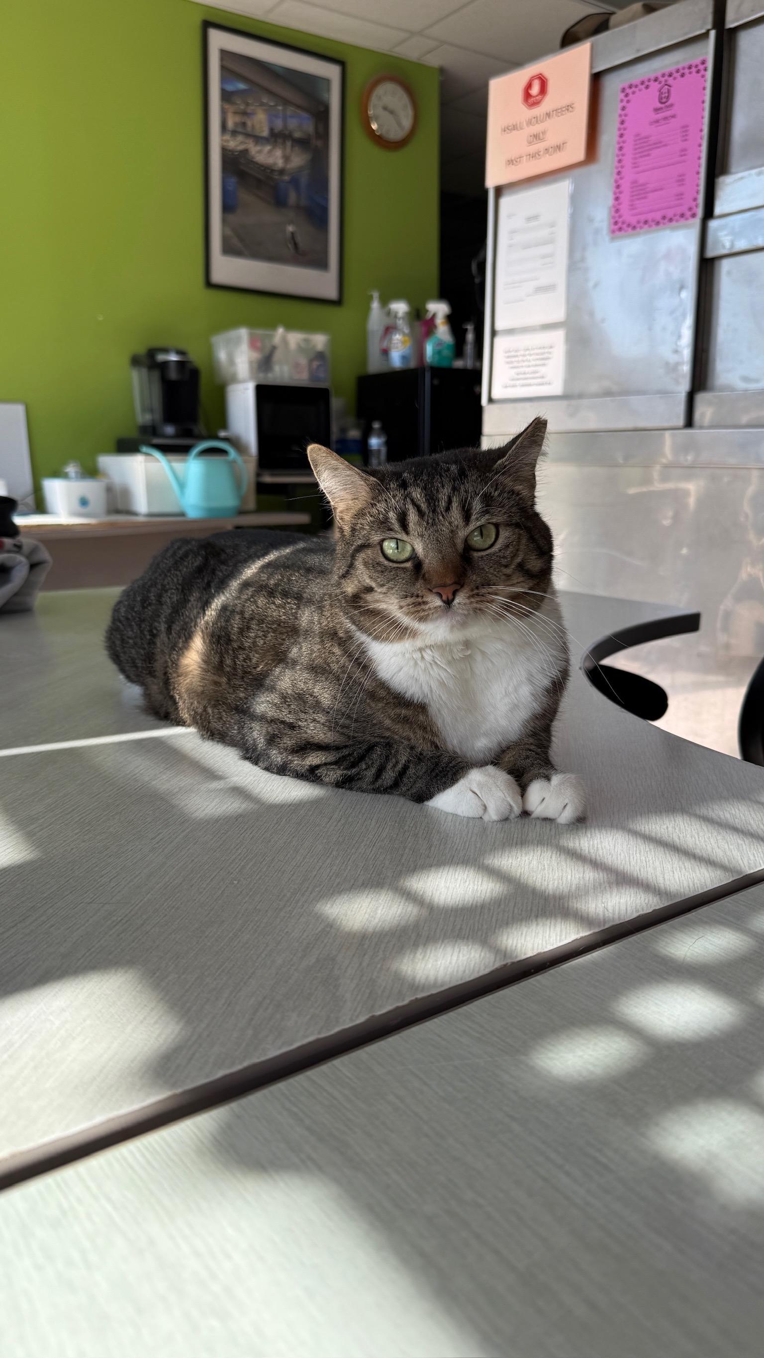 Enlarge Theodora, a Adoptable Domestic Short Hair in Richmond, KY image 6/6