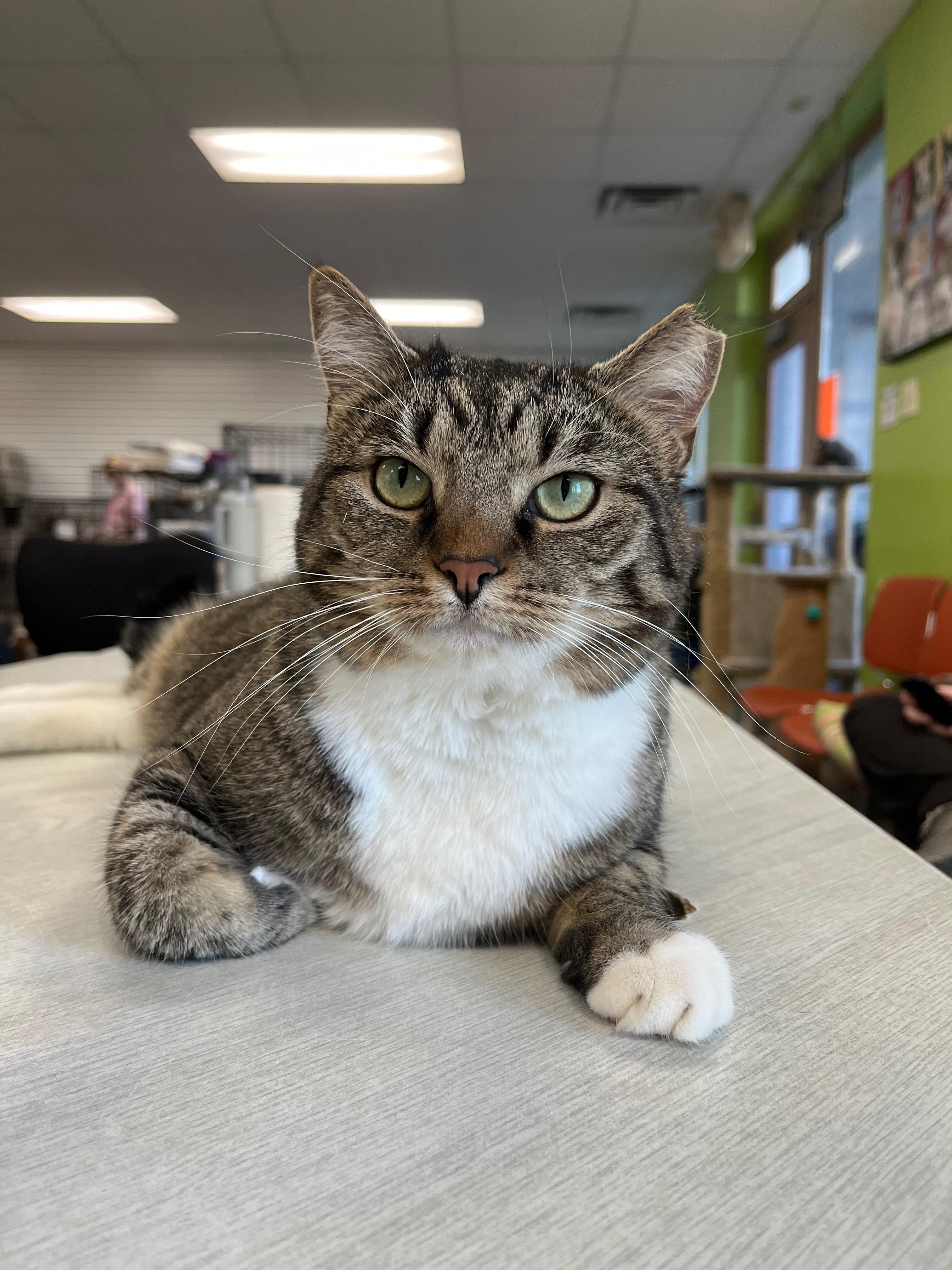 Enlarge Theodora, a Adoptable Domestic Short Hair in Richmond, KY image 1/6