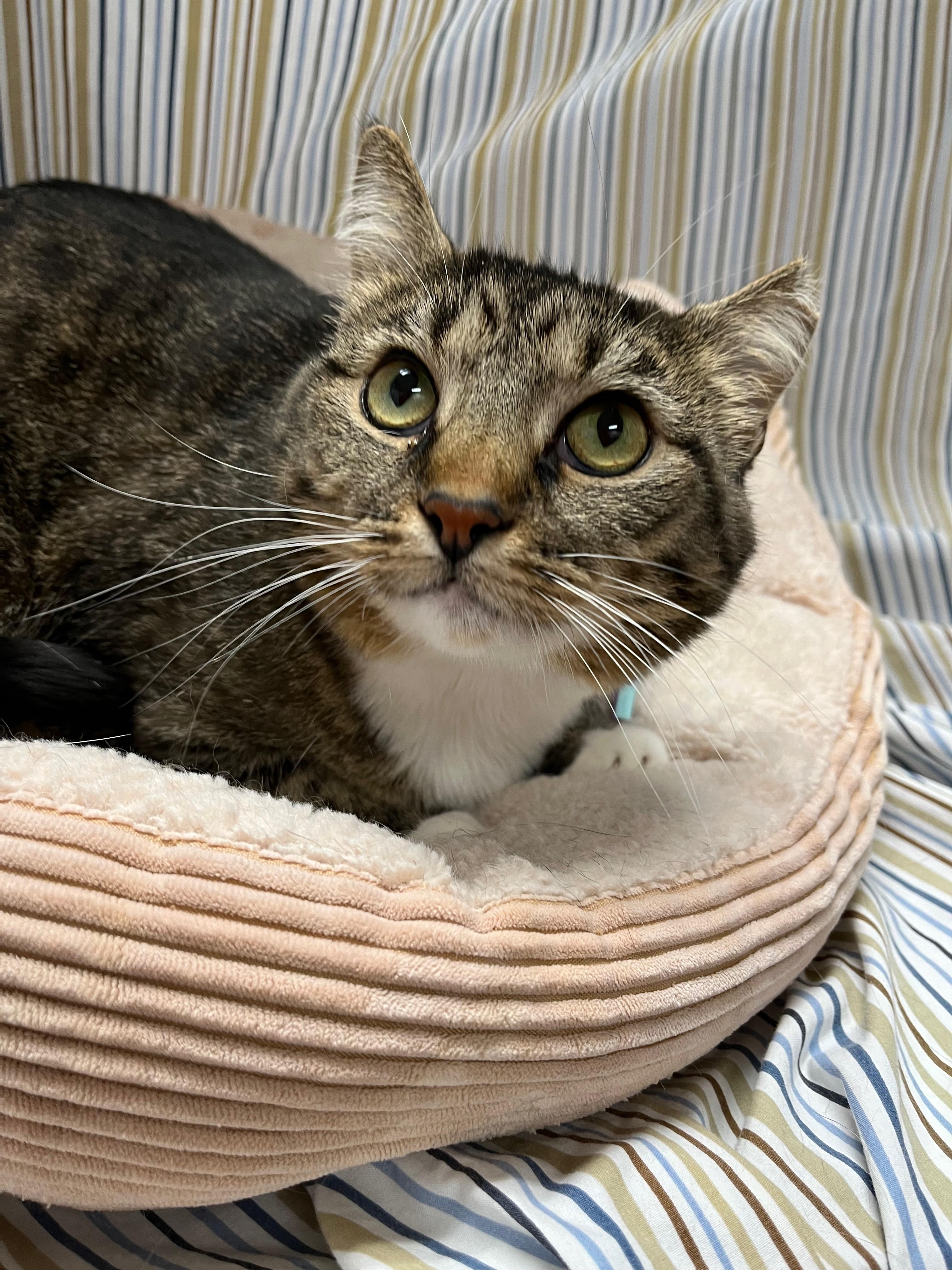 Theodora, a Adoptable Domestic Short Hair in Richmond, KY image 3/6