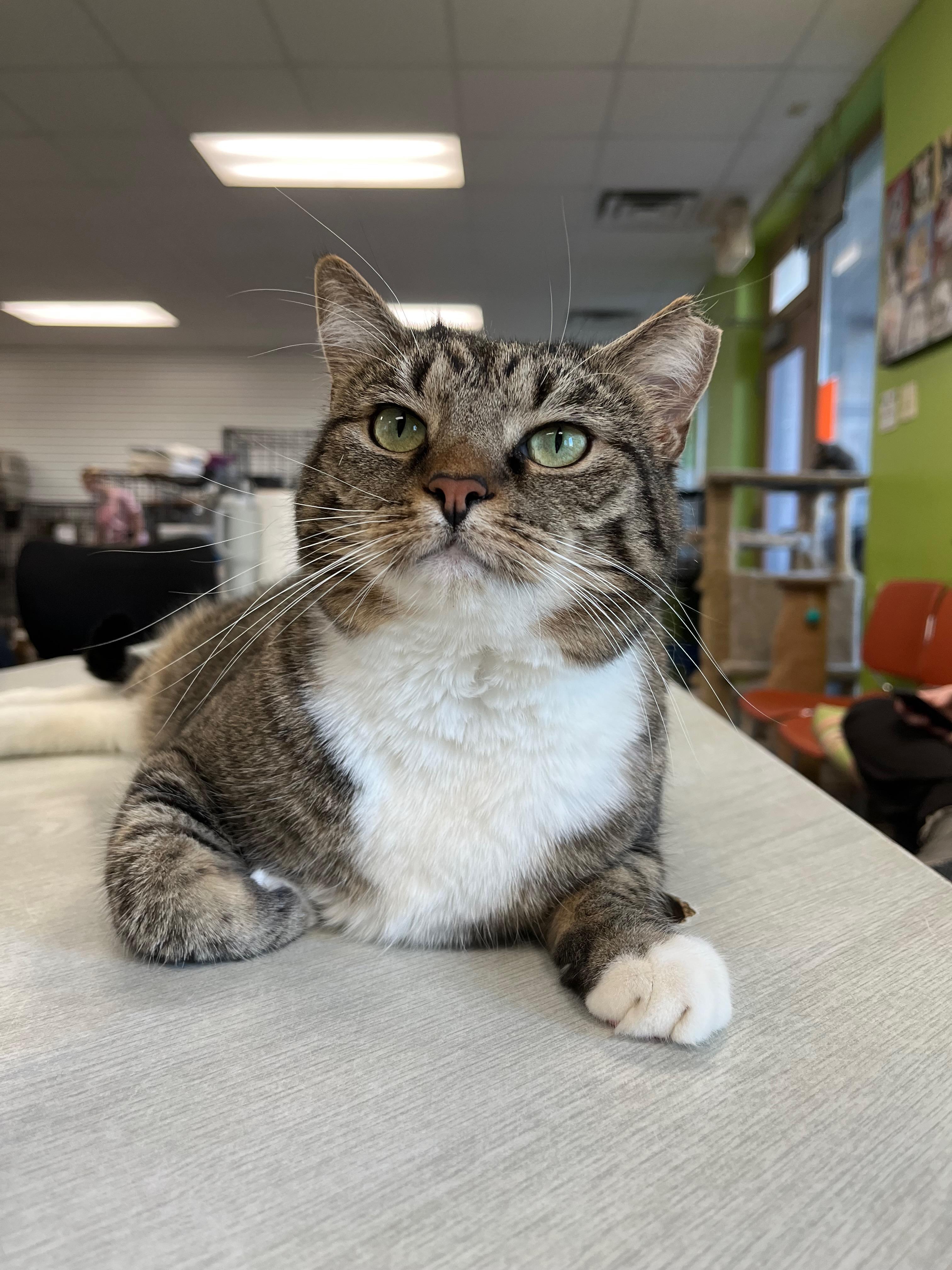 Enlarge Theodora, a Adoptable Domestic Short Hair in Richmond, KY image 5/6