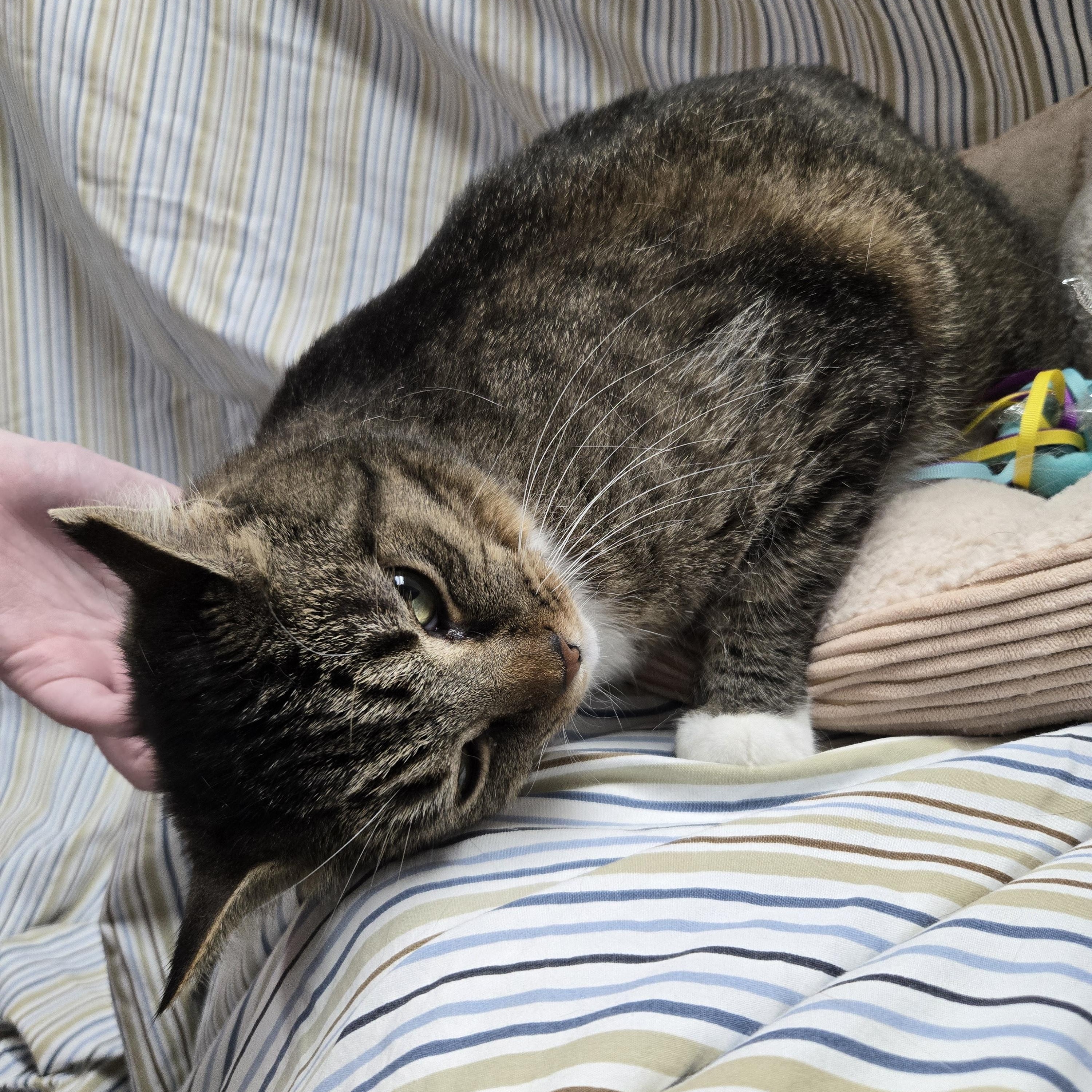 Theodora, a Adoptable Domestic Short Hair in Richmond, KY image 2/6