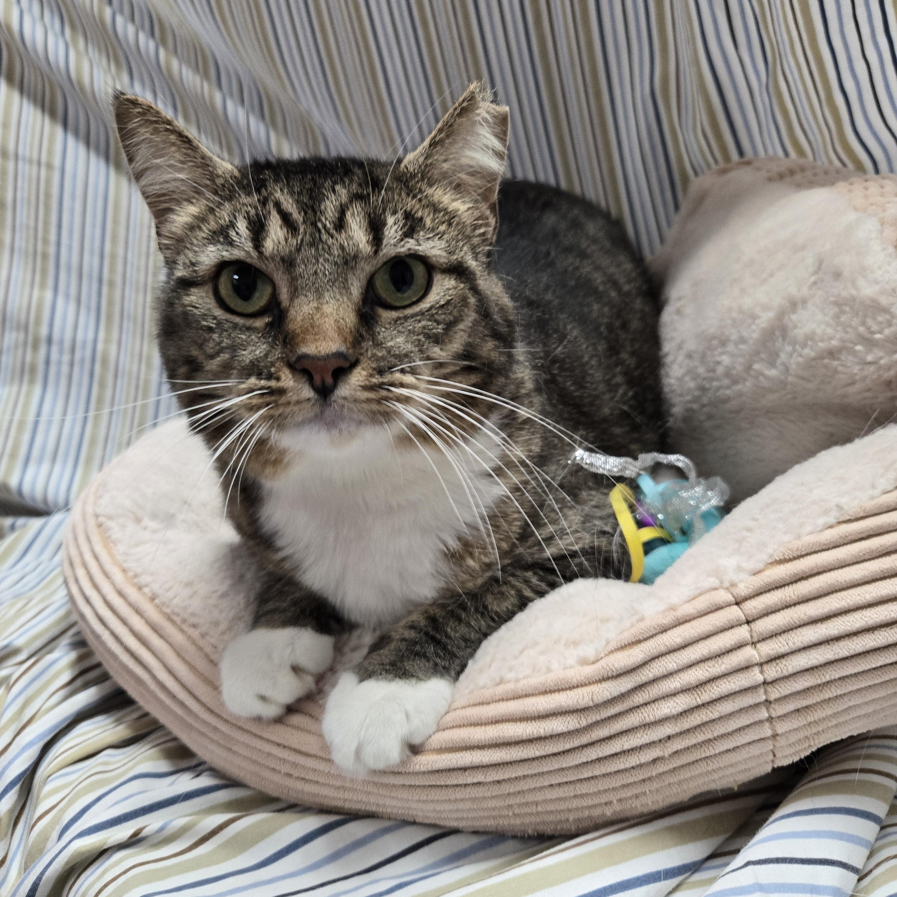 Theodora, a Adoptable Domestic Short Hair in Richmond, KY image 4/6