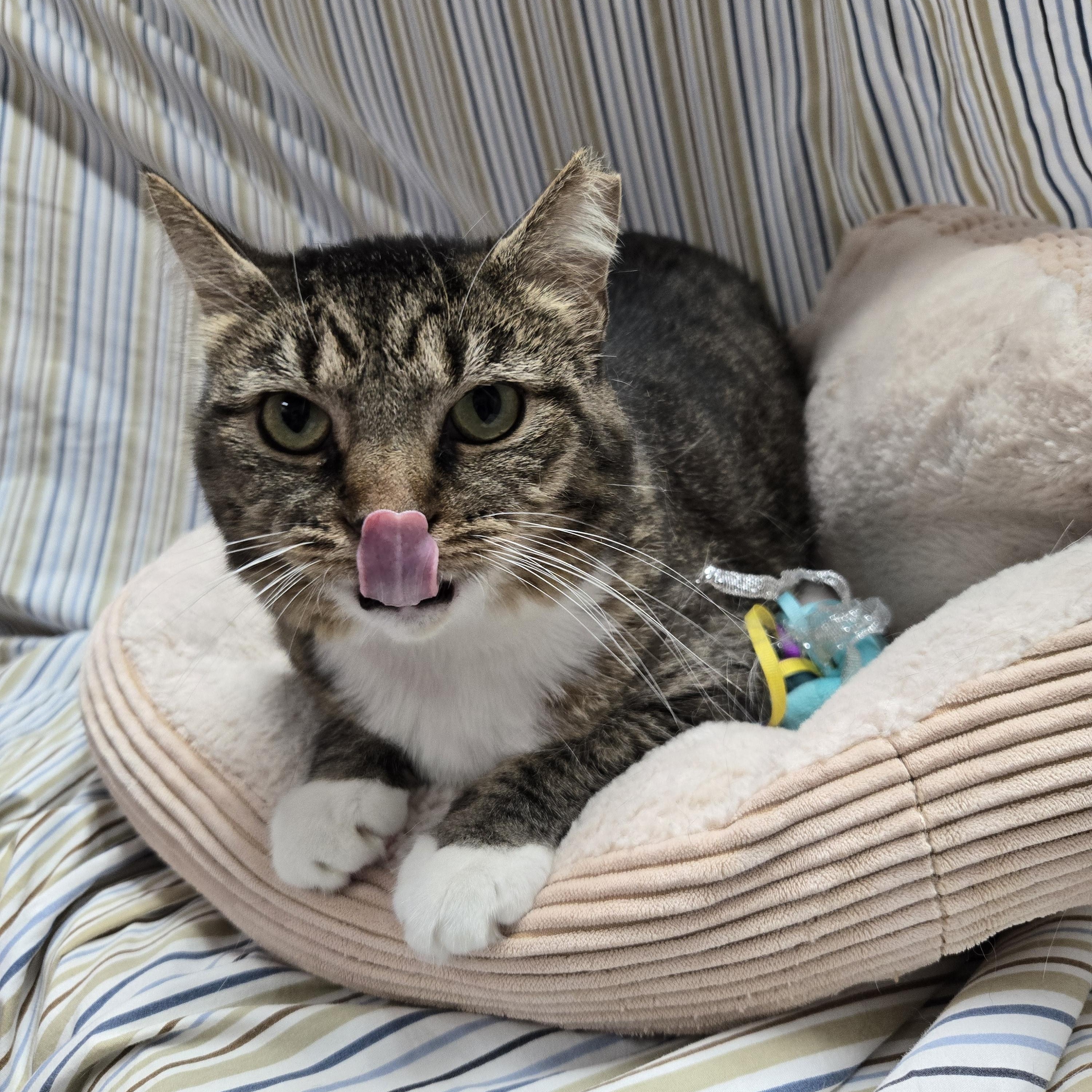 Theodora, a Adoptable Domestic Short Hair in Richmond, KY image 5/6