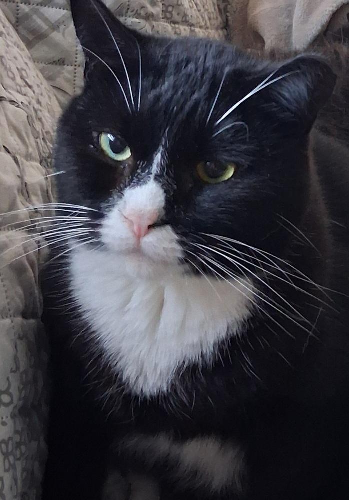 Enlarge Timmy, a Adoptable Domestic Short Hair in Willingboro, NJ image 1/1