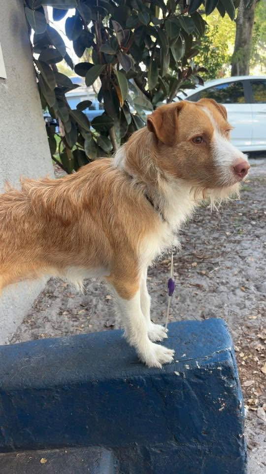 Enlarge Scrappy, a Adopted Jack Russell Terrier in Sanford, FL image 2/3