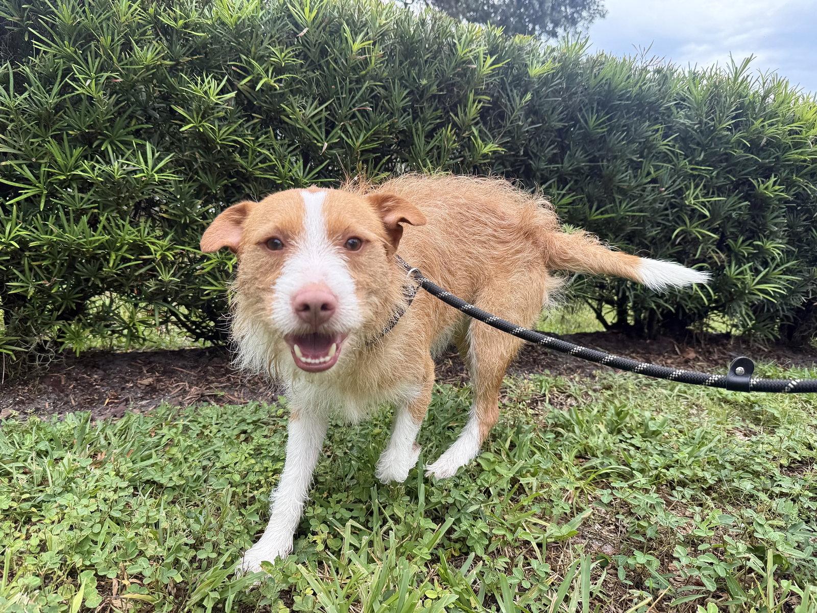 Enlarge Scrappy, a Adopted Jack Russell Terrier in Sanford, FL image 3/3