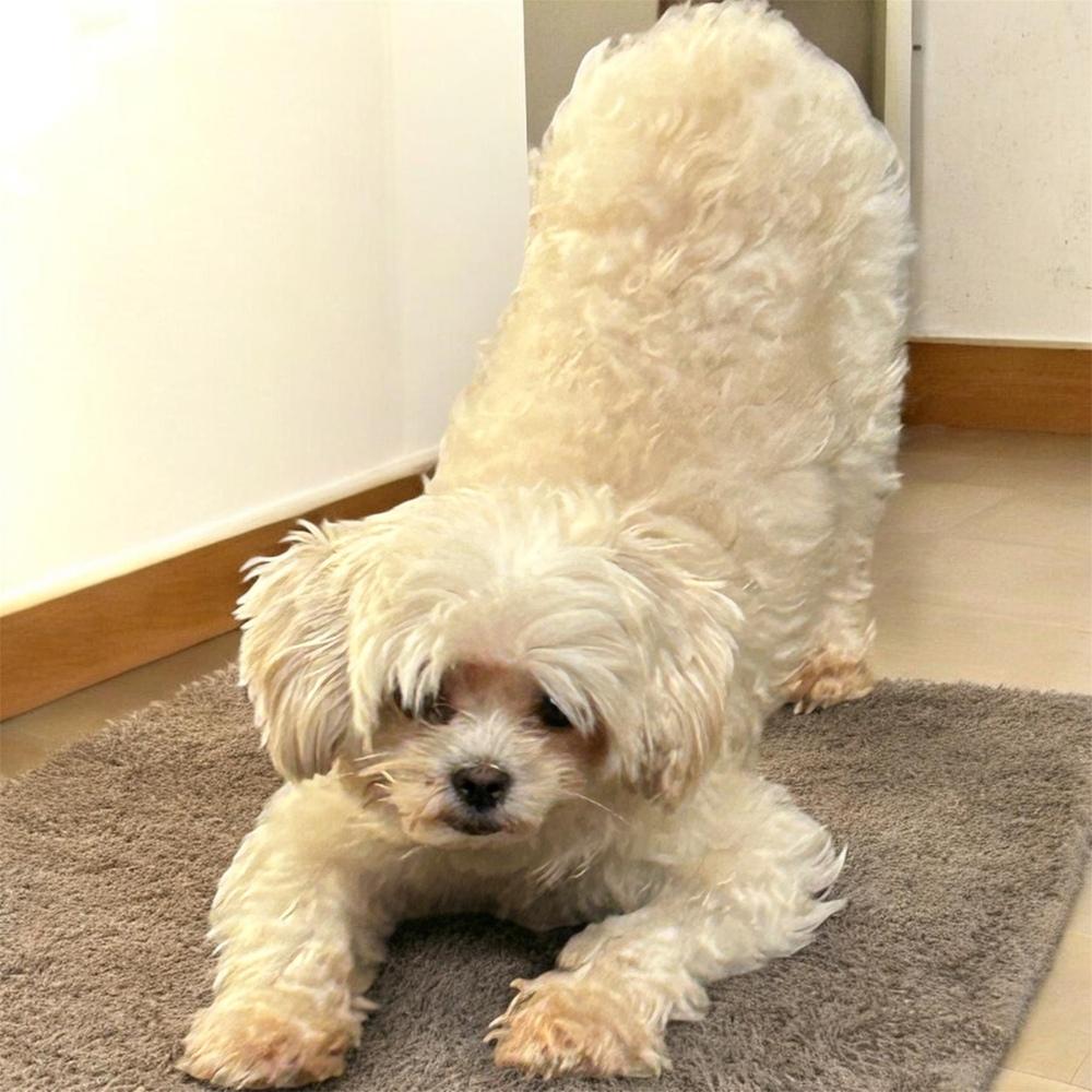 Evelyn, Adoptable, Adult Female Maltese & Poodle.