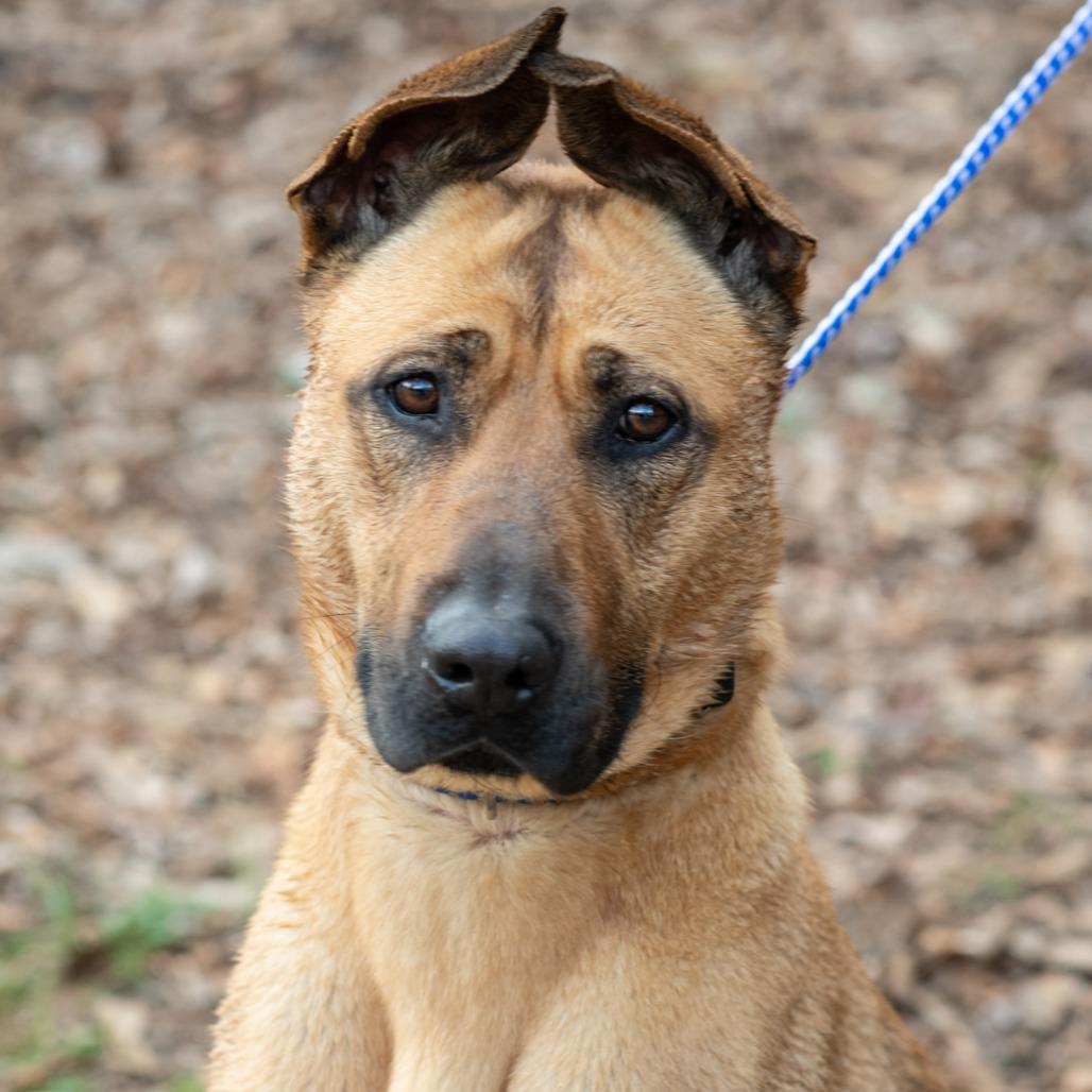 HONNY-29264, Adoptable, Adult Female Shepherd.