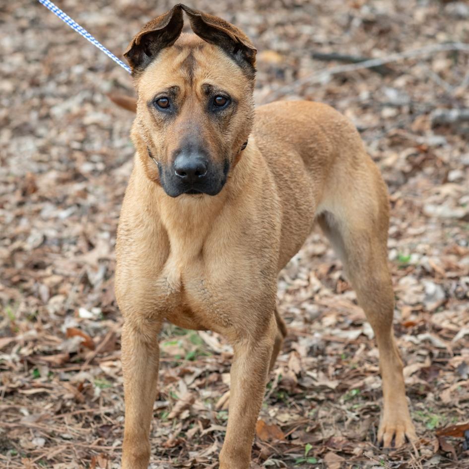 Enlarge HONNY-29264, a Adoptable mixed breed in Bartlett, TN image 2/4