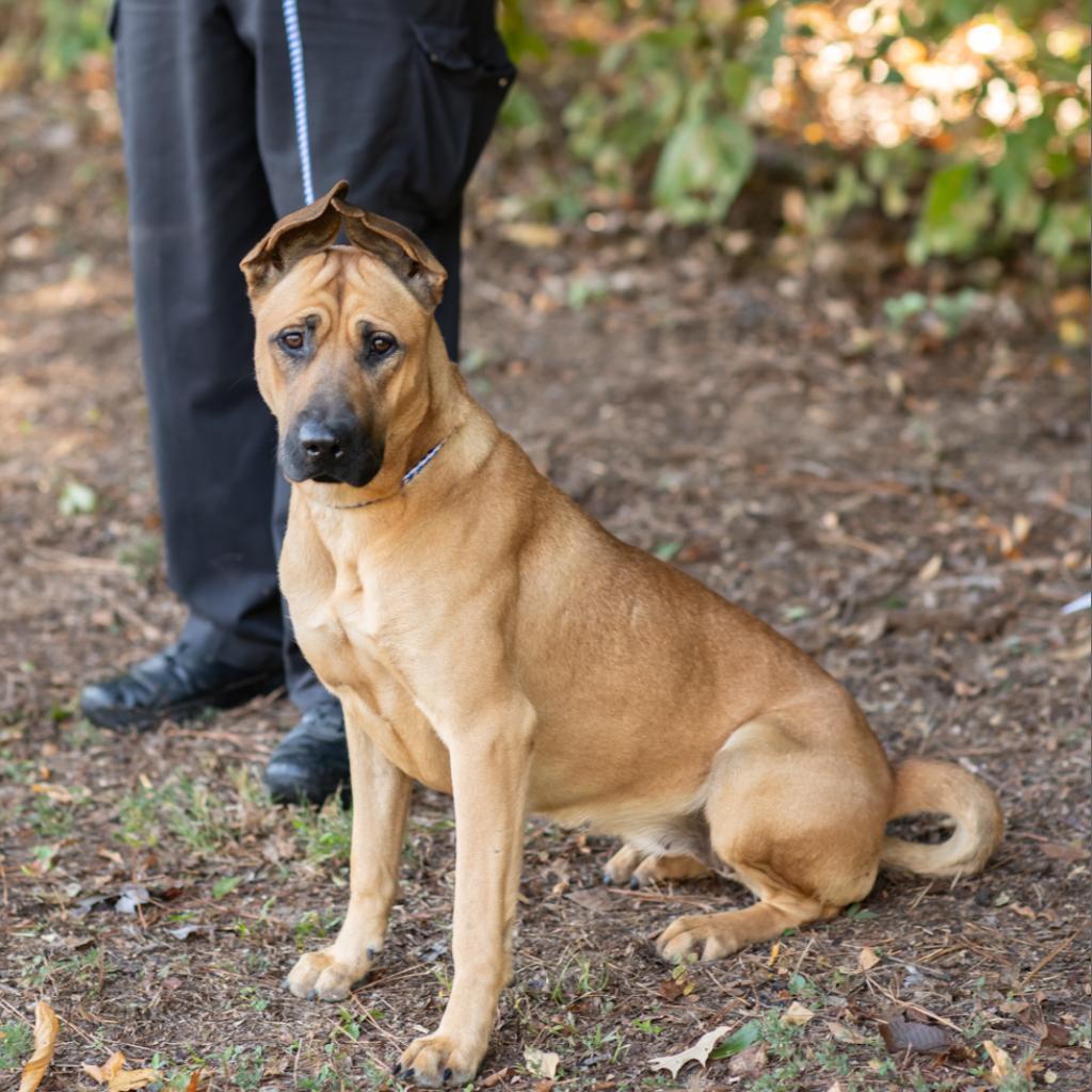 Enlarge HONNY-29264, a Adoptable mixed breed in Bartlett, TN image 2/2