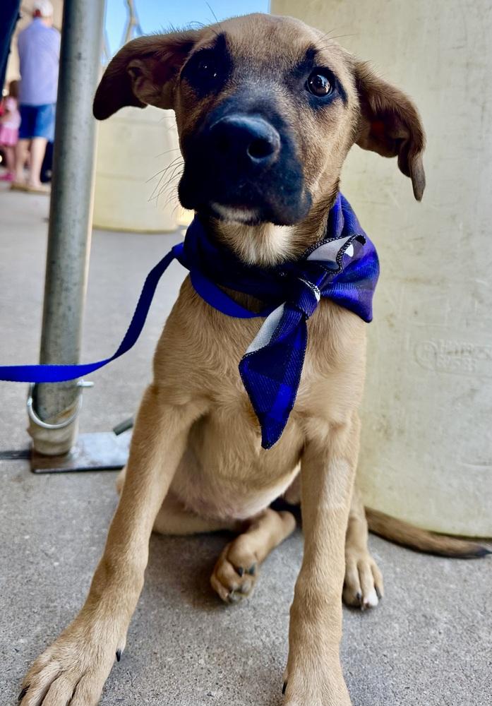 Jessie, Adoptable, Puppy Female Black Mouth Cur & Boxer.