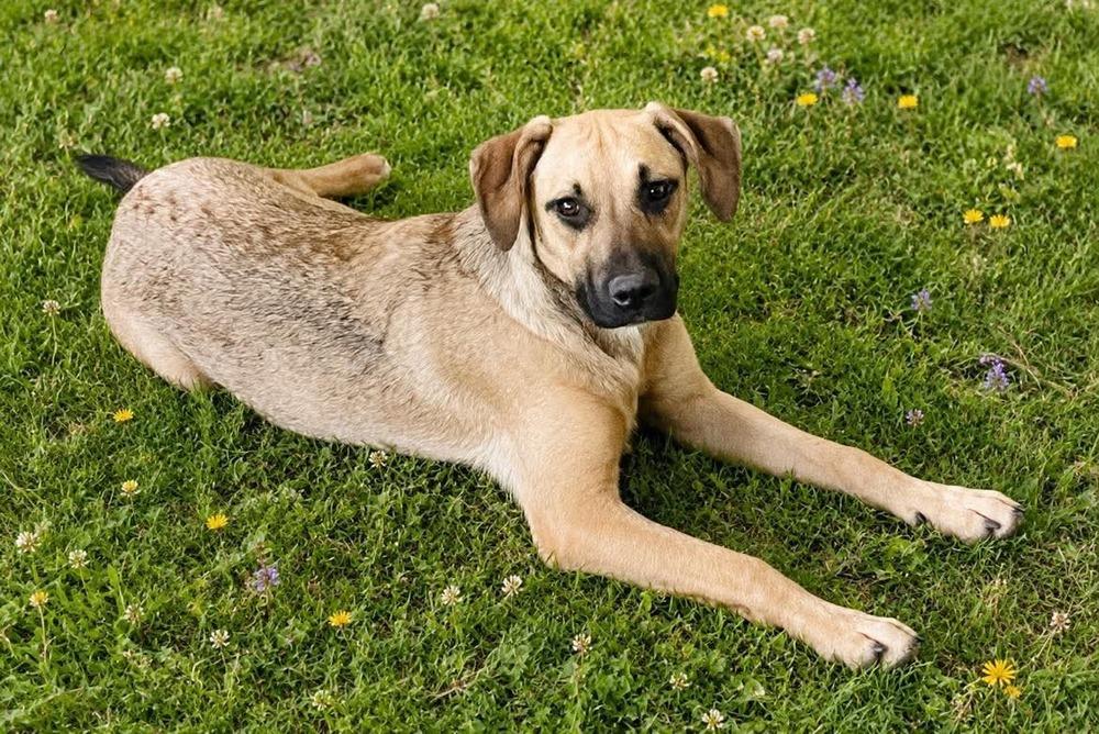 Enlarge Jessie, a Adoptable mixed breed in Shawnee, OK image 3/4