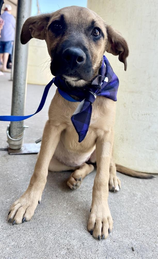 Enlarge Jessie, a Adoptable mixed breed in Shawnee, OK image 4/4