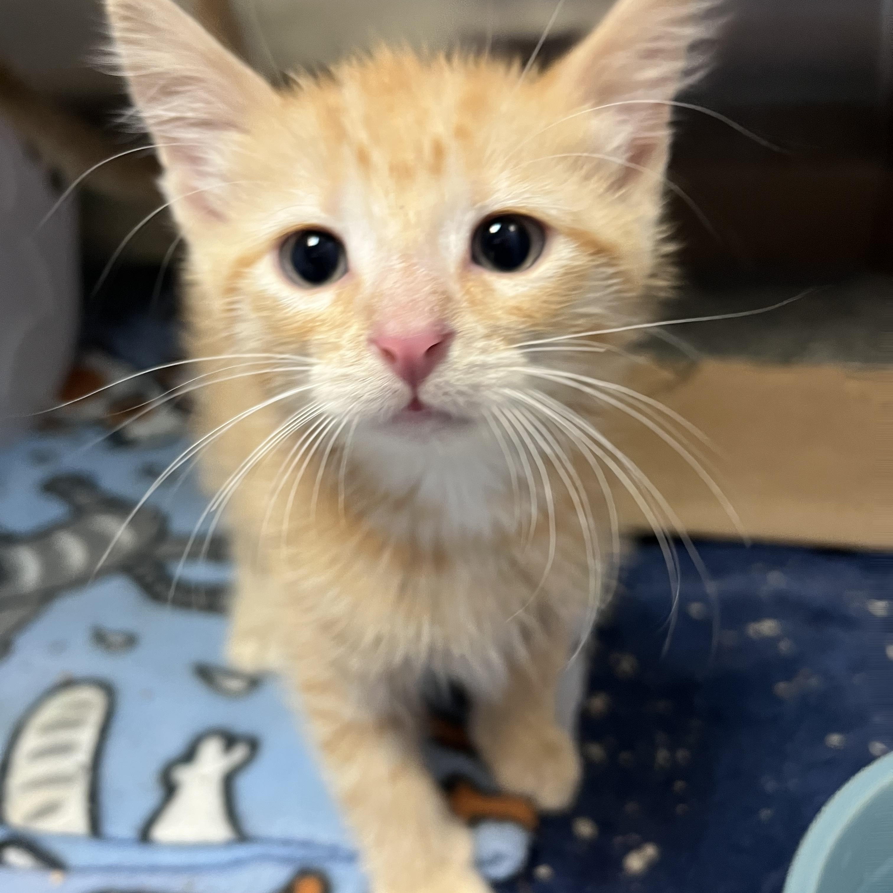 Starin Darren, adopted, Kitten Male Domestic Short Hair.