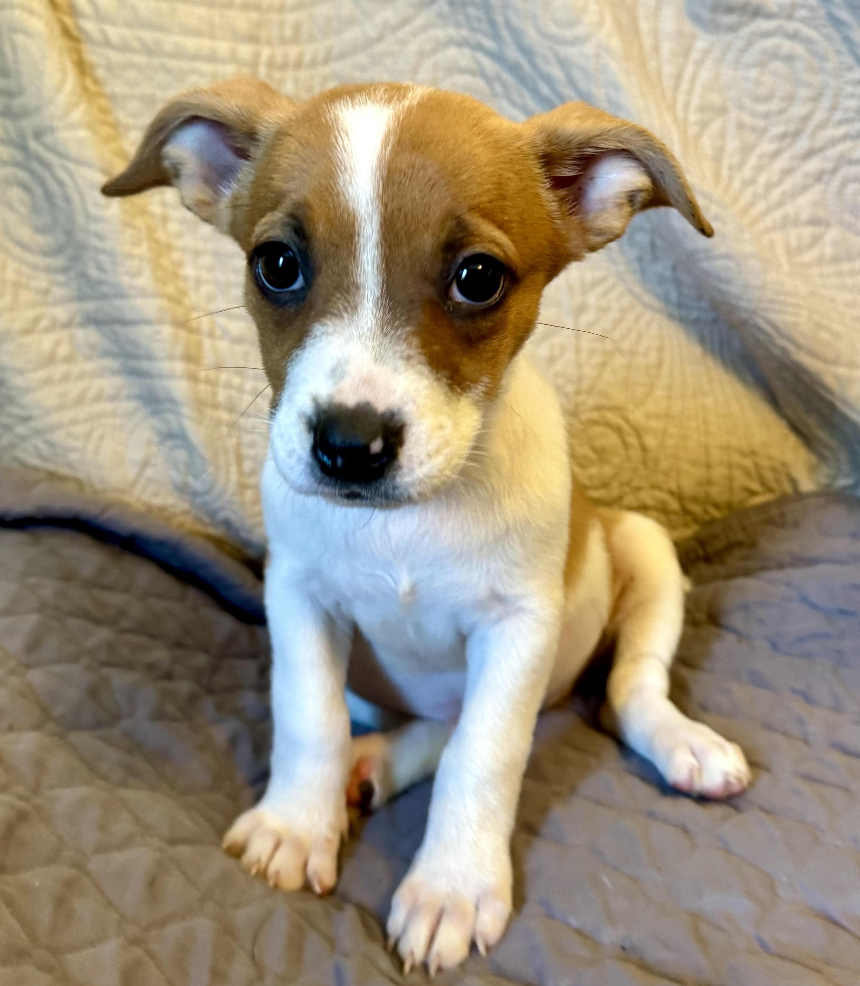 Enlarge Tiny Pumpkin, a Adopted mixed breed in Maiden, NC image 3/4