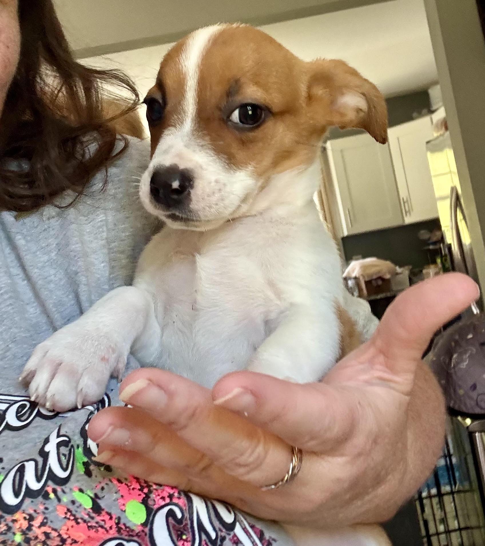Enlarge Tiny Pumpkin, a Adopted mixed breed in Maiden, NC image 4/4