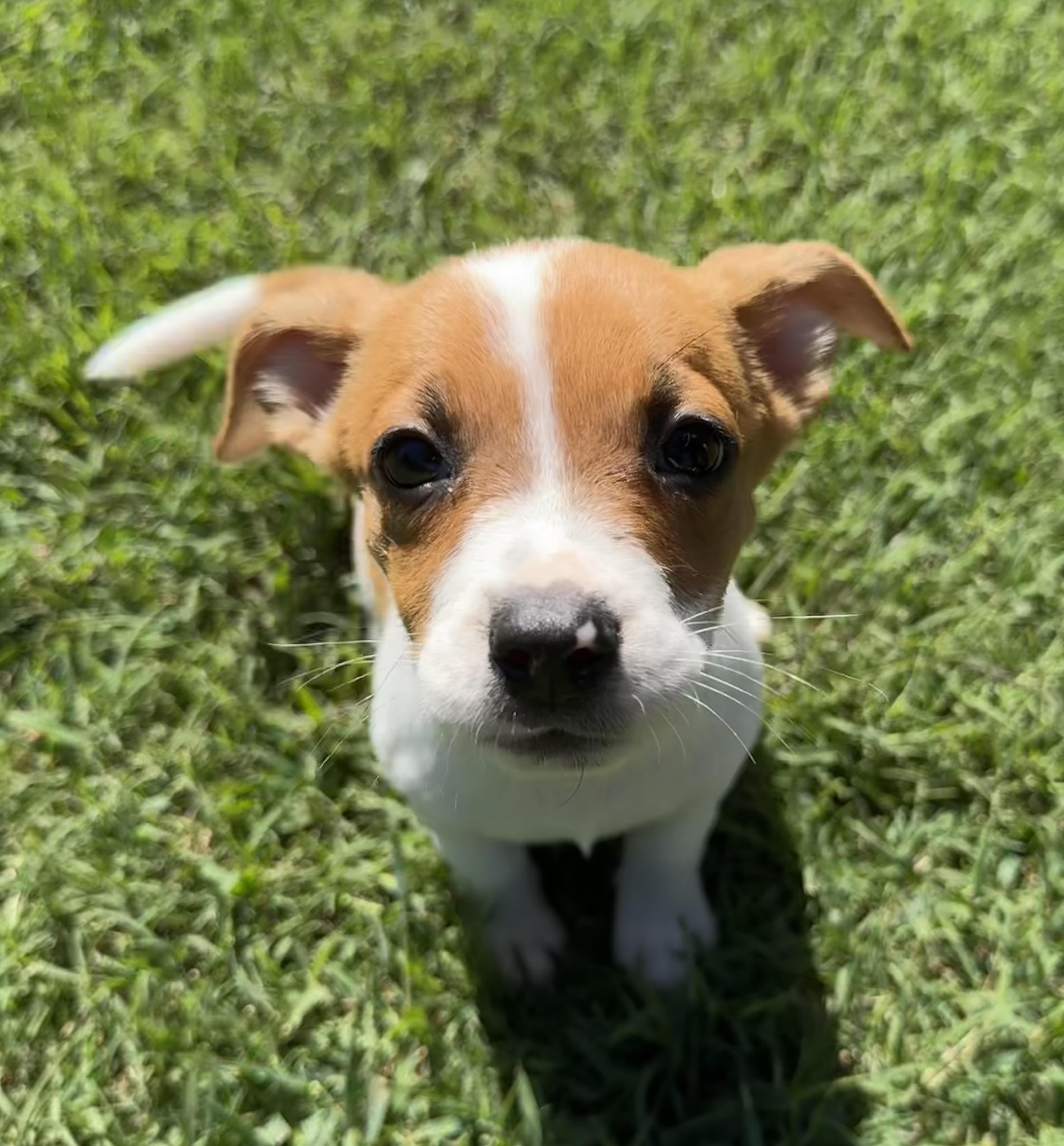 Enlarge Tiny Pumpkin, a Adopted mixed breed in Maiden, NC image 1/4
