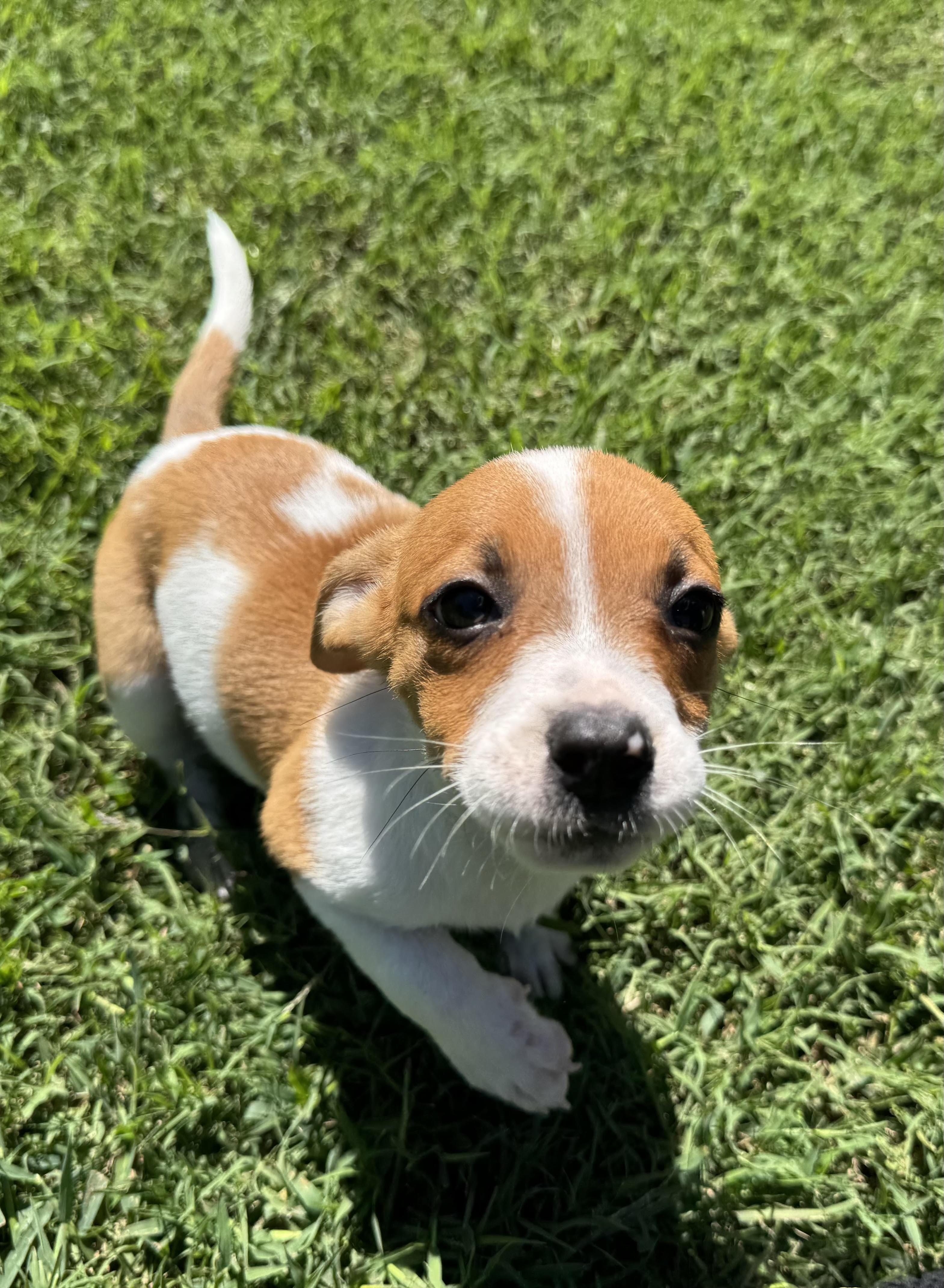 Enlarge Tiny Pumpkin, a Adopted mixed breed in Maiden, NC image 2/4