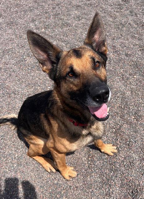 Clyde, Adopted, Adult Male German Shepherd Dog.