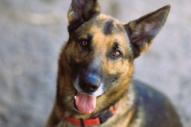 Clyde, a Adopted German Shepherd Dog in Webster, WI image 2/3
