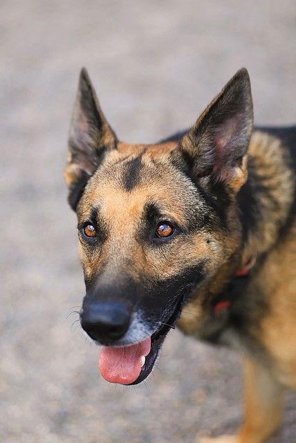 Clyde, a Adopted German Shepherd Dog in Webster, WI image 3/3