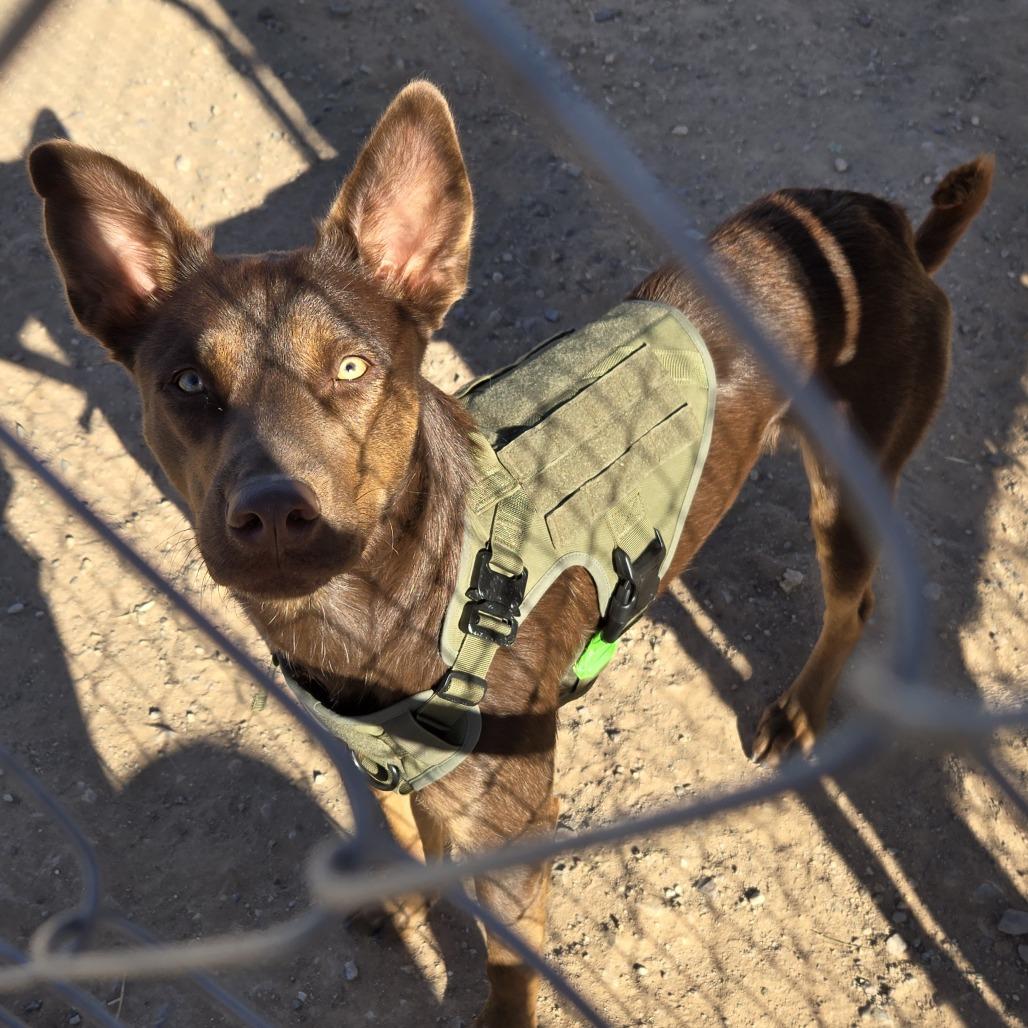 Buster, Adoptable, Young Male Australian Kelpie.