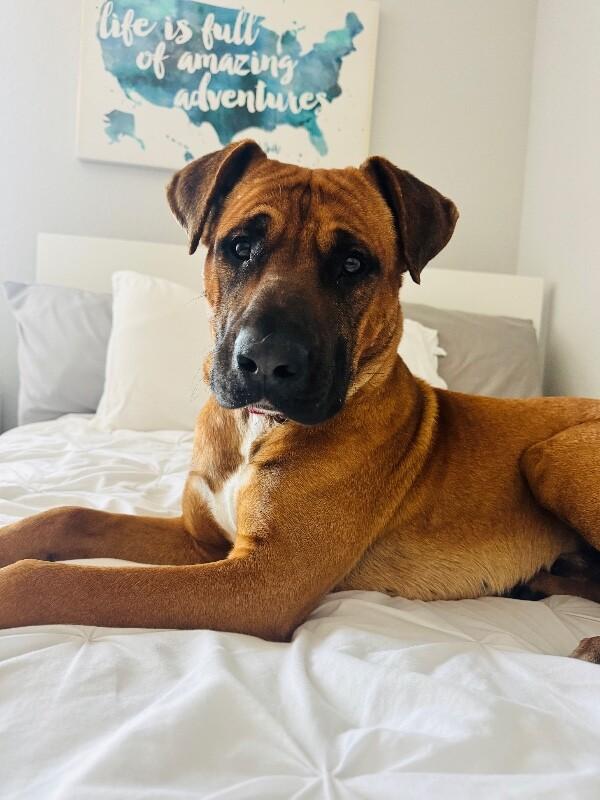 Bowen Grinner the Grinning Machine — thumbnail 3