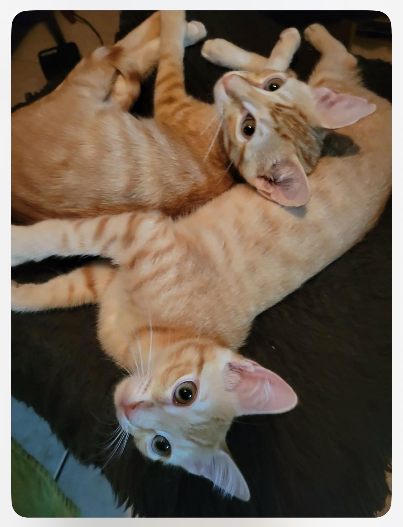 Lefty & Pancho thumbnail 3