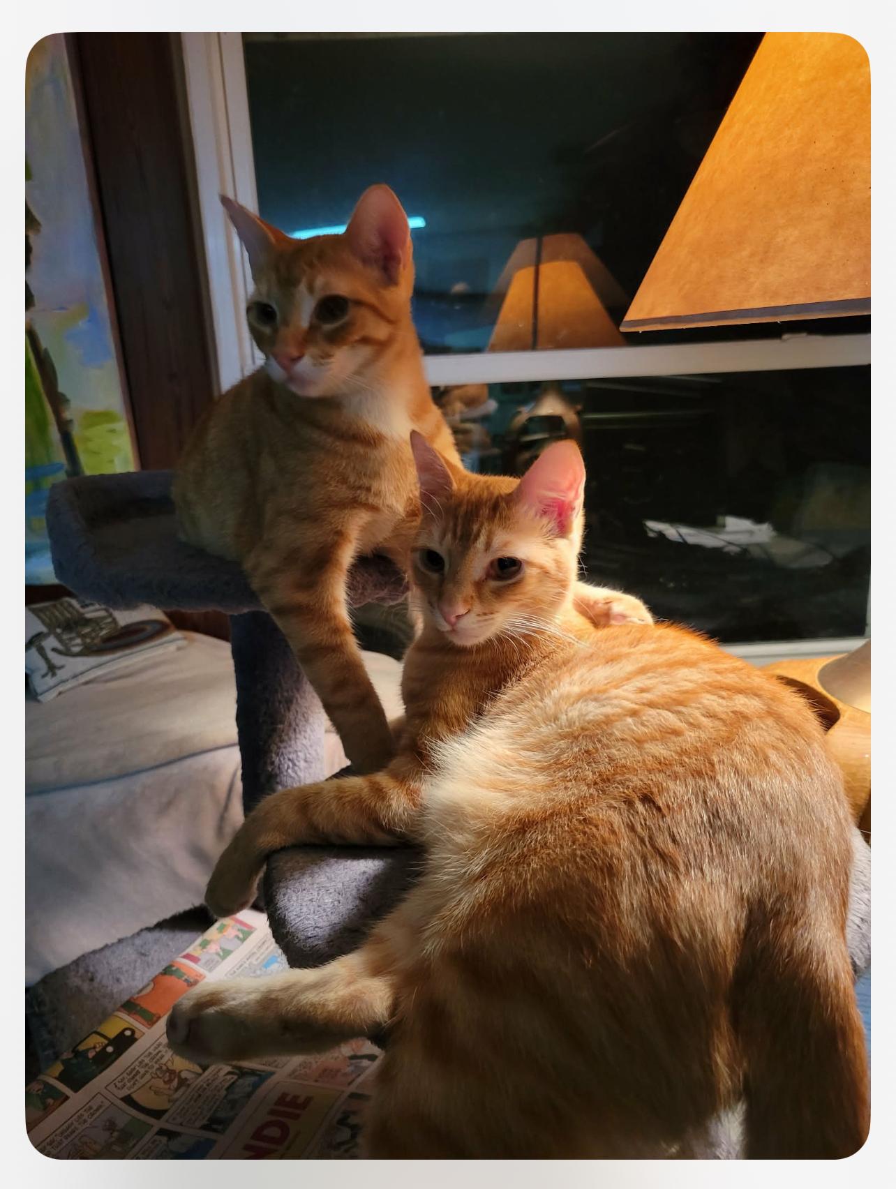 Lefty & Pancho thumbnail 4