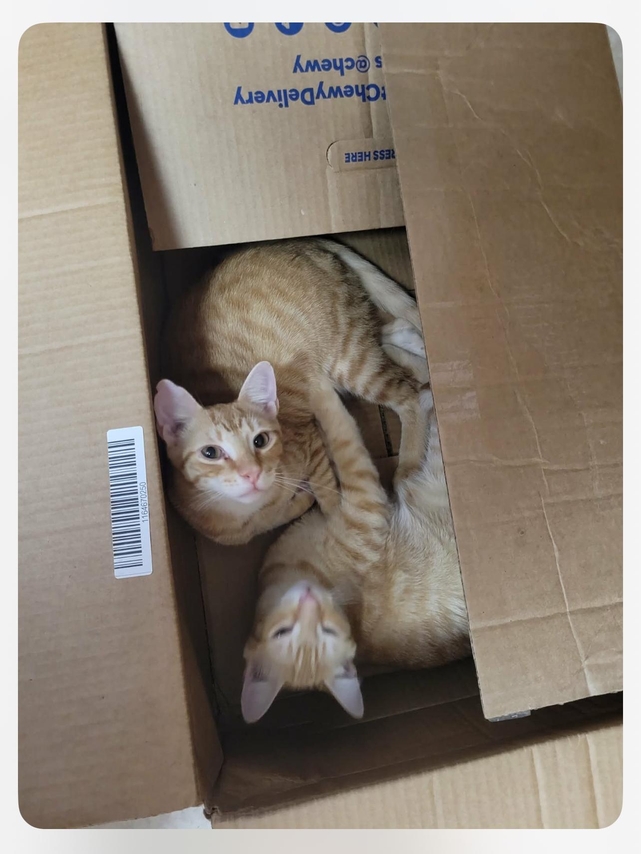 Lefty & Pancho thumbnail 5