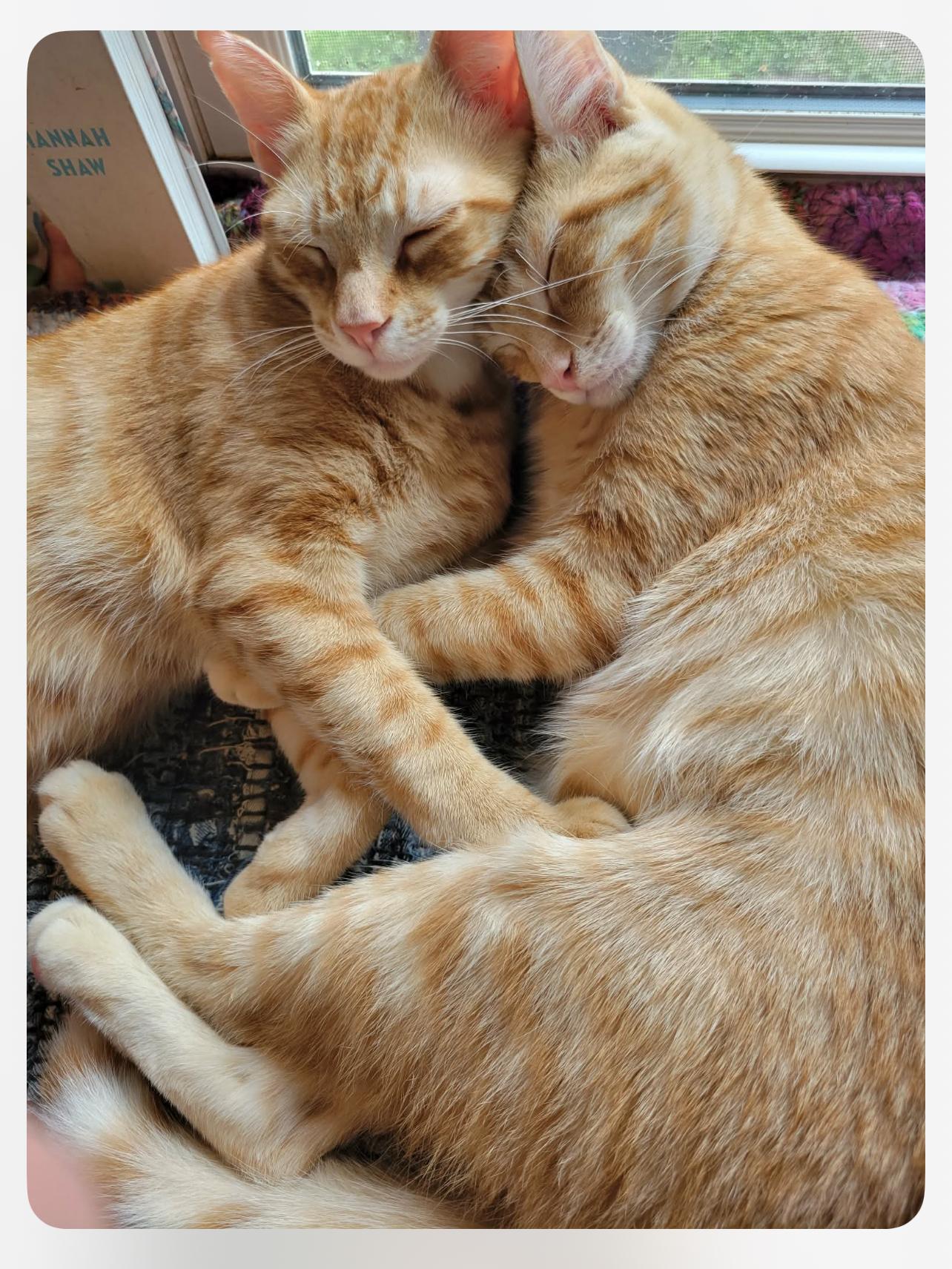 Lefty & Pancho thumbnail 6