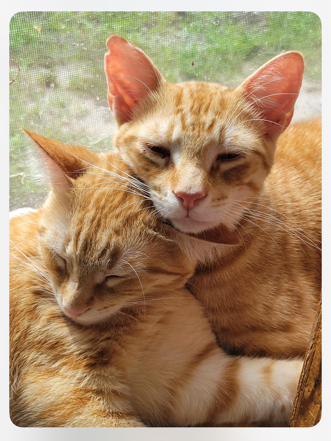 Lefty & Pancho thumbnail 7