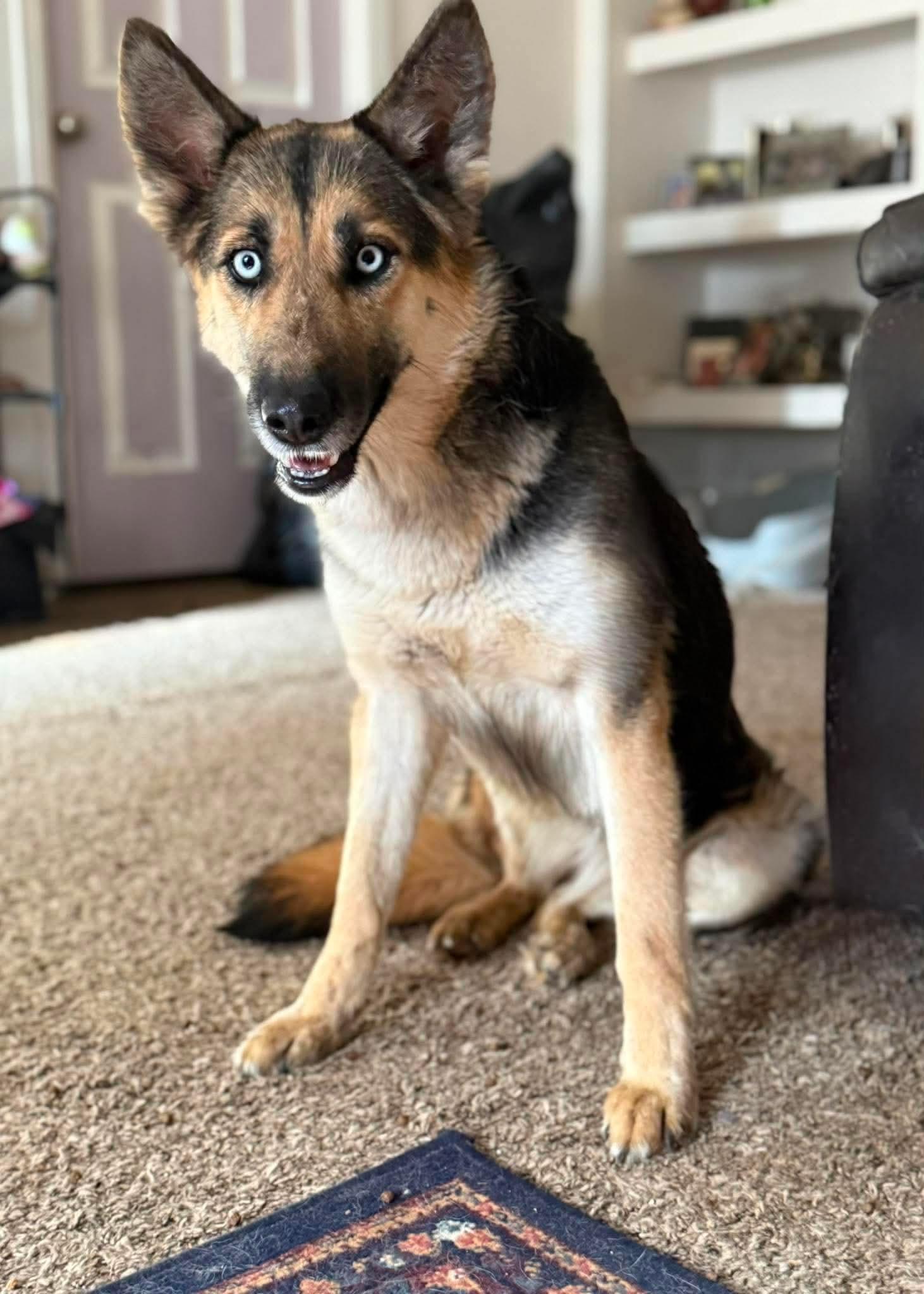 Enlarge Verona, a ADOPTABLE mixed breed in Jefferson City, MO image 2/6