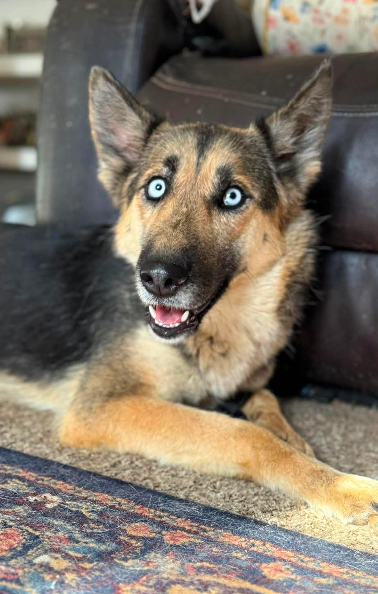Enlarge Verona, a ADOPTABLE mixed breed in Jefferson City, MO image 5/6