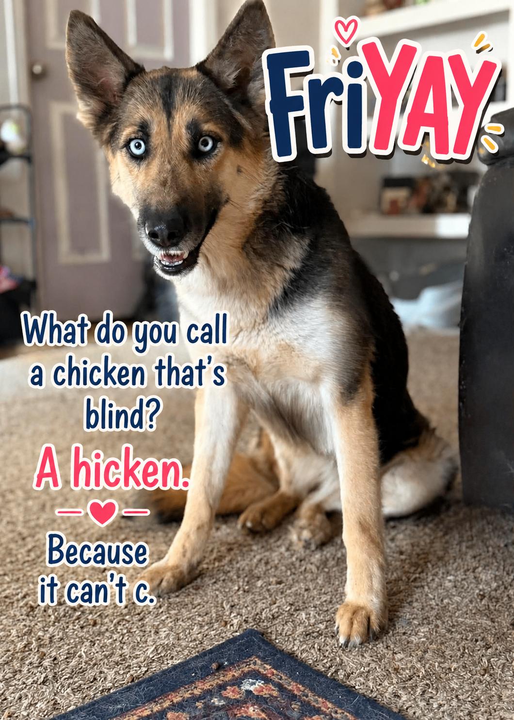 Verona, ADOPTABLE, Young Female German Shepherd Dog & Husky.