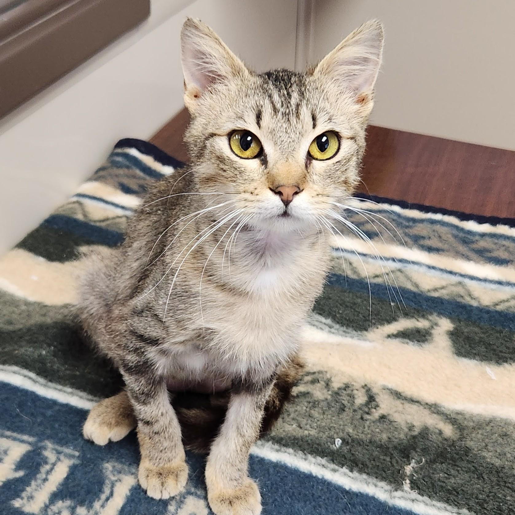Hestia, an adoptable Torbie in Marshfield, WI image 5/6