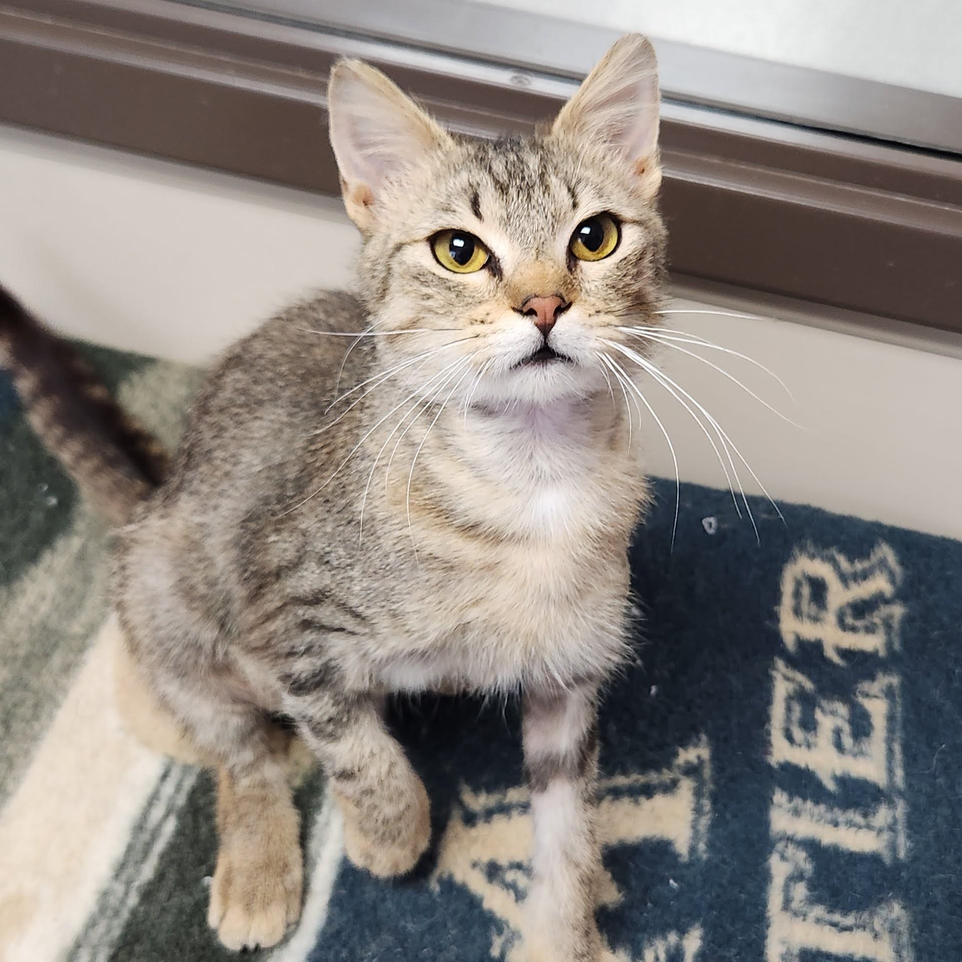 Hestia, an adoptable Torbie in Marshfield, WI image 2/6