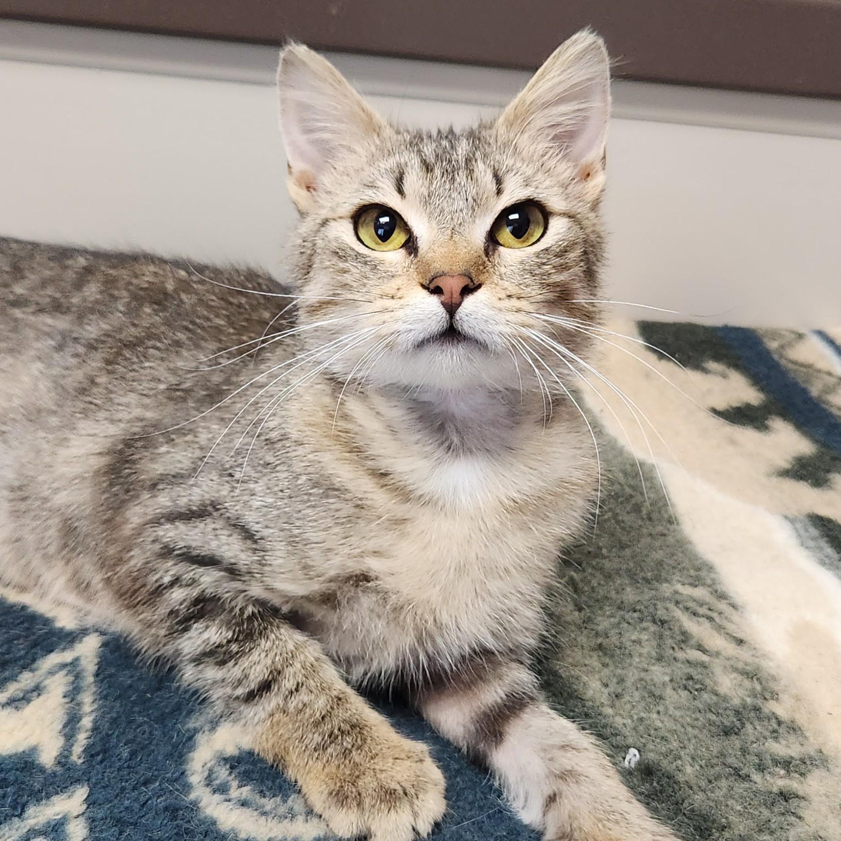 Hestia, an adoptable Torbie in Marshfield, WI image 3/6