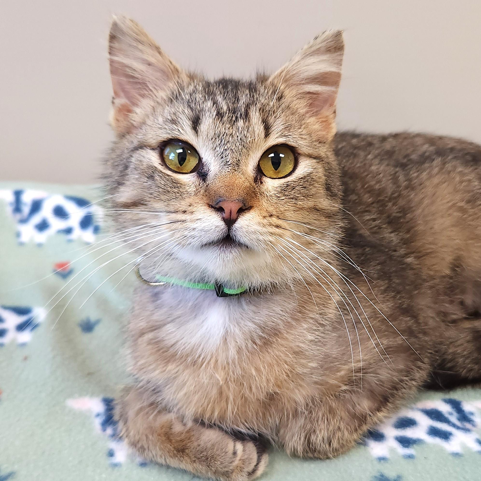 Hestia, adoptable, Young Female Torbie.
