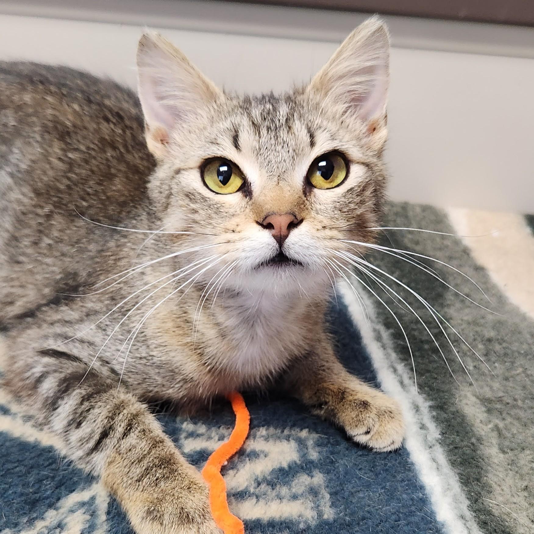 Hestia, an adoptable Torbie in Marshfield, WI image 1/6