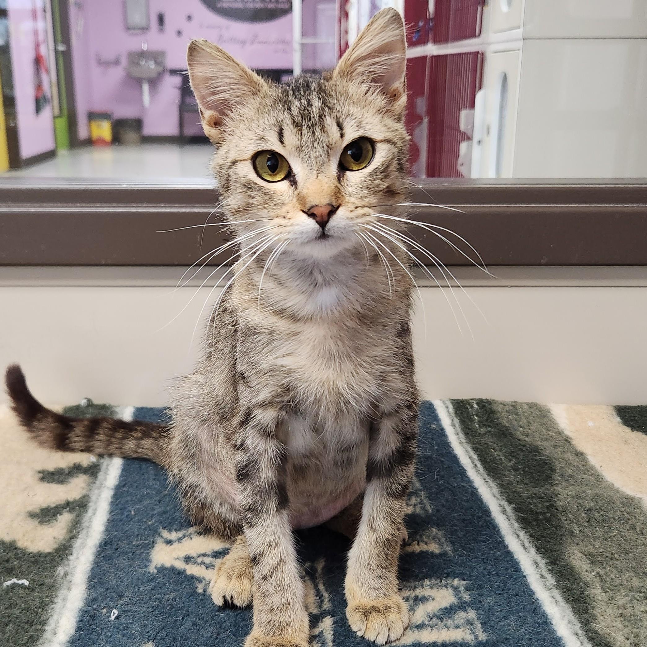 Hestia, an adoptable Torbie in Marshfield, WI image 4/6