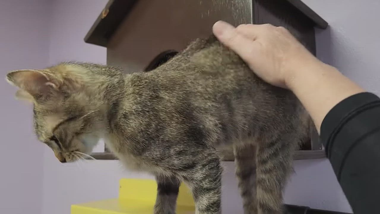 Enlarge Hestia, an adoptable Torbie in Marshfield, WI video 6/6