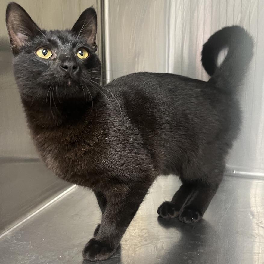 Enlarge Rooster, an adopted Domestic Short Hair in Kansas City, KS image 1/1