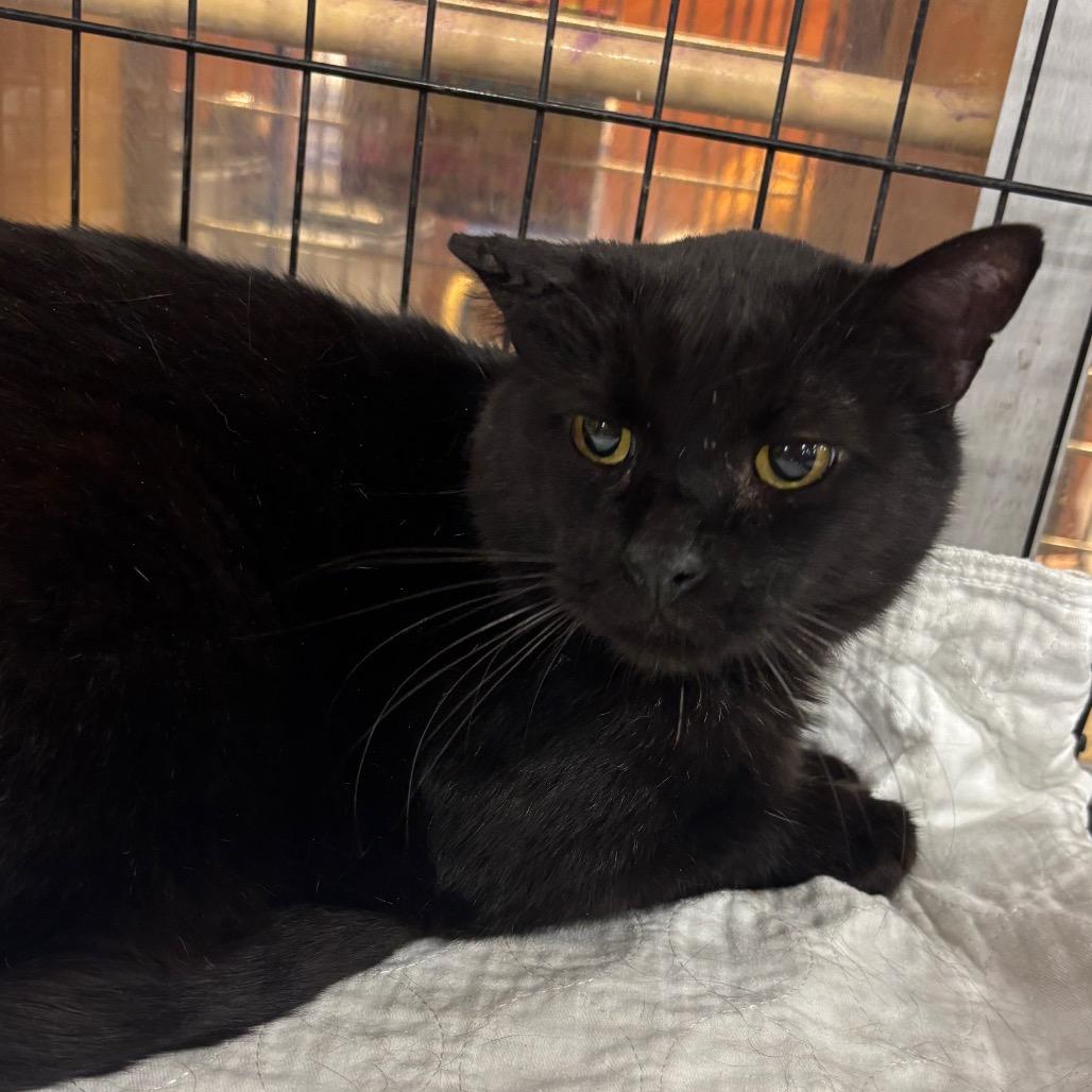 Enlarge Hamish, a Adoptable Domestic Short Hair in Columbia, MO image 1/3