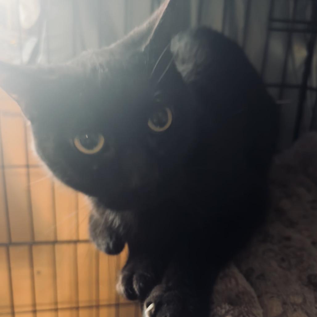 Enlarge Hamish, a Adoptable Domestic Short Hair in Columbia, MO image 2/3