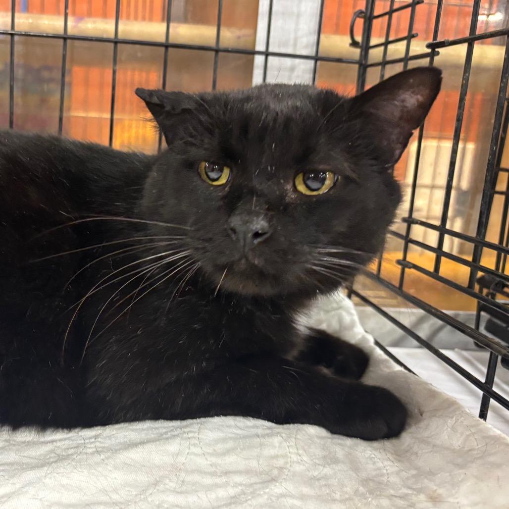 Enlarge Hamish, a Adoptable Domestic Short Hair in Columbia, MO image 3/3